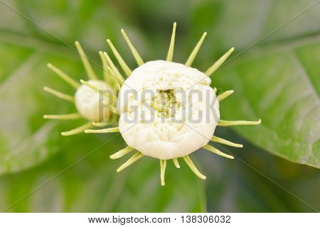 Jasmine Flower Blooming On The Tree With Blurred Background