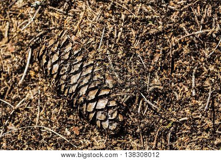 Ant pile with a spruce cone with ants all over it.