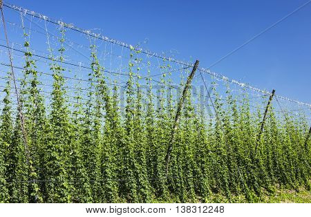 Growing hop crop on a industrialized scale.