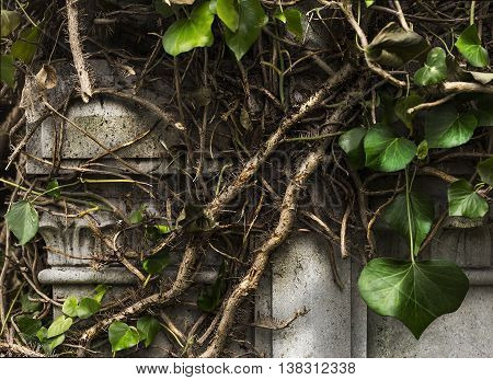 Ivy cut down on a stone staute.
