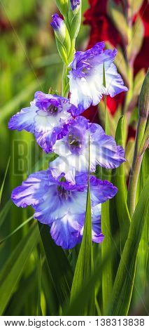 gladioli. Purple gladioli flowers. flowers gladioli natural
