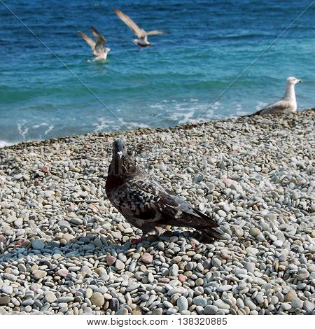 Dove and sea gulls on the shore of Black Sea in sunny day