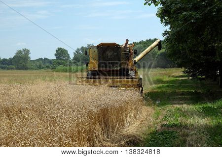 TRNOVEC, CROATIA - JULY 09, 2016: Combine harvester harvest ripe wheat on a farm in Trnovec, Croatia on July 09, 2016