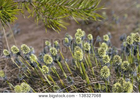 Cotton grass (Eriophorum vaginatum) during blooming in early spring