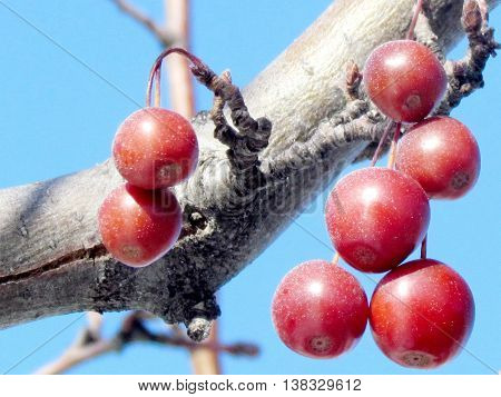 Vinter apples on a tree in Thornhill Ontario 3 January 2013 Canada