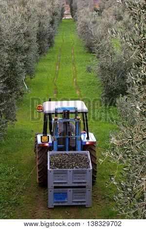 Bolgheri Tuscany olive harvest in Bolgheri ready to be taken to the mill to produce the famous extra virgin olive oil olio extra vergine di oliva