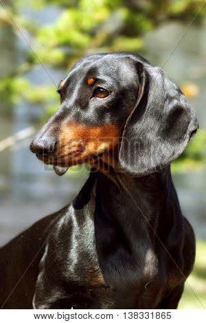 Dog German haired Dachshund in the summer outdoors closeup portrait