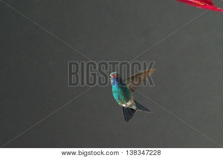 313 Magnificent Hummingbird The Magnificent Hummingbird (eugenes Fulgens) Is A Large Hummingbird. Th