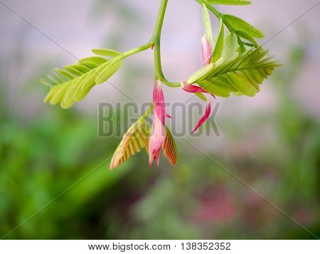 A leaf of the tree blooming in the morning.