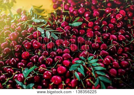 Сherry berries with leaves with bright sunlight in the corner.