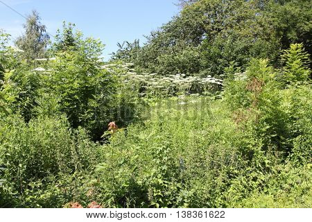 Heracleum sosnowskyi 