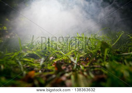 mistique grass in the fog on sunlight