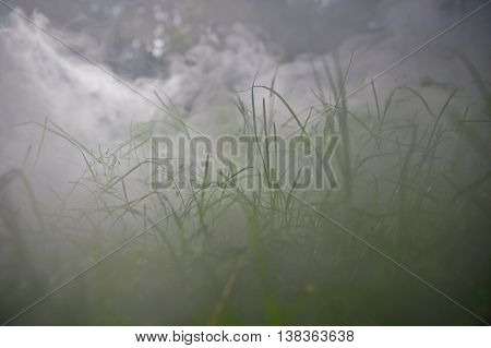 mistique grass in the fog on sunlight