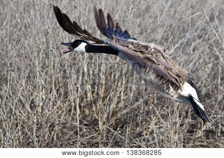 Canada Goose Squawking As It Comes In For Landing