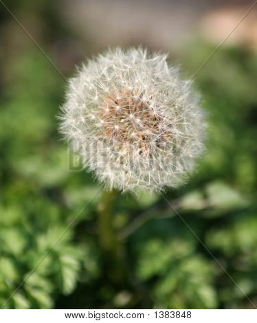 Blowball