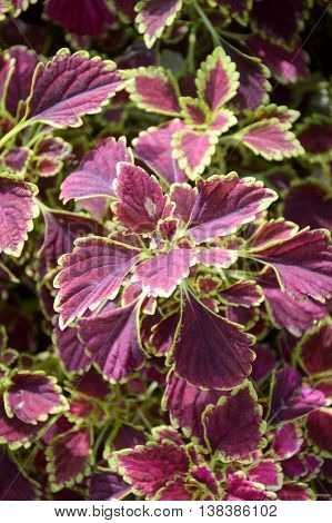 close up Solenostemon scutellaides plants in nature garden