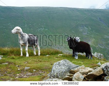 Sheep with two lambs on a hill in Lake District.