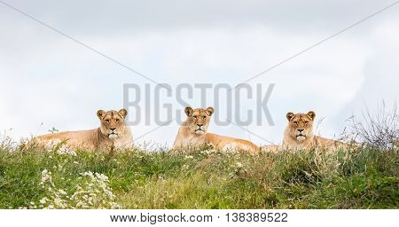Three Female Lions