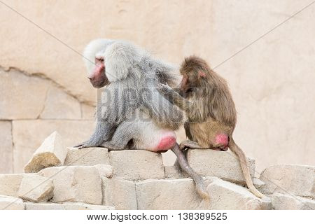 Monkey Grooming Another Monkey