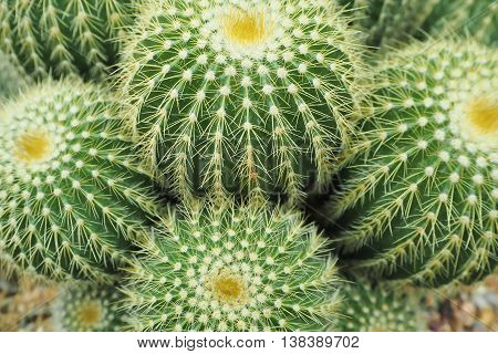 Group of globular cactus background. Green Natural Background.