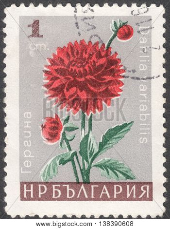 MOSCOW RUSSIA - CIRCA JANUARY 2016: a post stamp printed in BULGARIA shows a flower with the inscription 