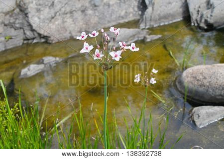 Flowering Rush (Butomus umbellatus) near the water