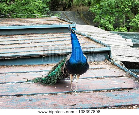 Beautiful Indian peafowl - Pavo cristatus - male (peacock) walking on the roof. Vibrant colors. Head with crown. Beauty in nature. Coloured bird.