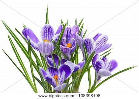 Purple cocuses, isolated on white background. Spring flowers.
