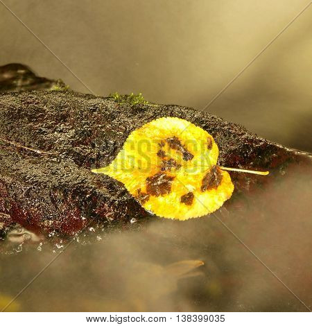Bright yellow aspen leaf. Nice yellow broken leaf on wet stone in blurred water of mountain stream cascade.