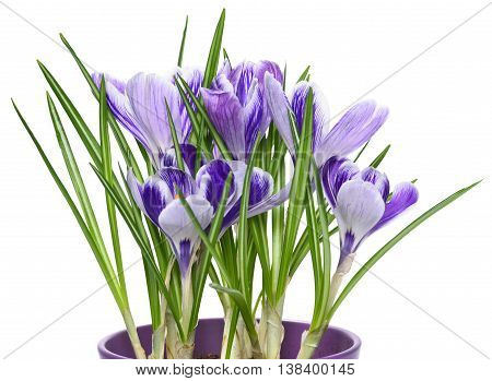 Purple cocuses, isolated on white background. Spring flowers.