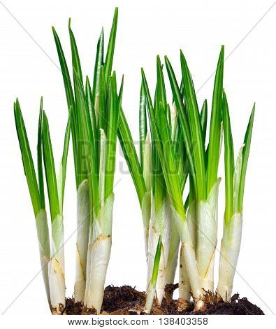 Cocuses, or green grass, isolated on white background. Spring flowers.