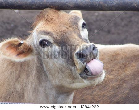 Sobresale la lengua de vaca