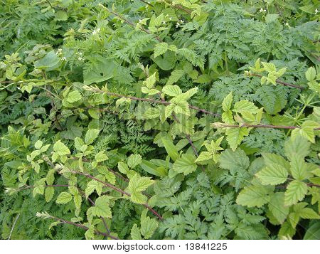 Viñas verdes