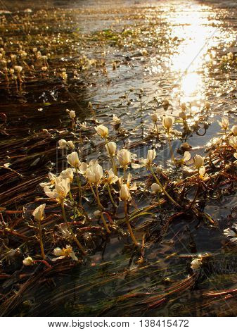 Close up view to stream with blossoms of huge water flower. Stream of clear water is swinging with blooming plants. Sunny summer morning at river.