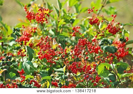 Some Ripe Viburnum On Branch, Dof