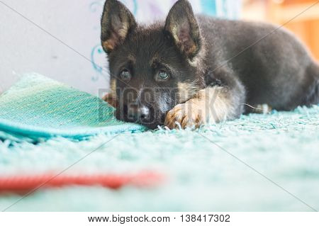German shepherd puppy. Cute dog laying on the carpet.