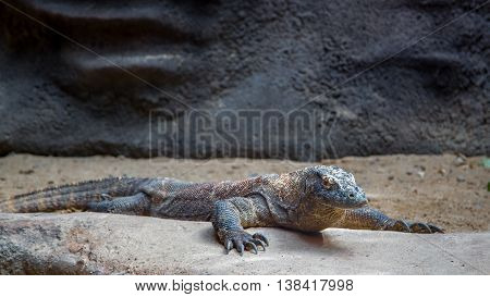 Varan is on the rocks in zoo Prague, summer 2015