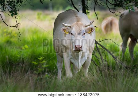 Charolise white big cow in the grassland