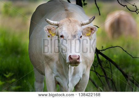 Charolise big white cow in the grassland