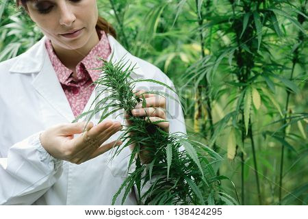 Scientist Checking Hemp Flowers