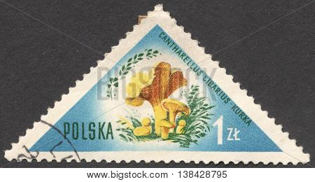 MOSCOW RUSSIA - CIRCA JANUARY 2016: a post stamp printed in POLAND shows a mushroom Cantharellus cibarius the series 