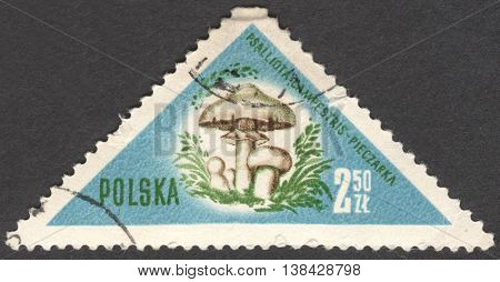 MOSCOW RUSSIA - CIRCA JANUARY 2016: a post stamp printed in POLAND shows a mushroom Psalliota campestris the series 