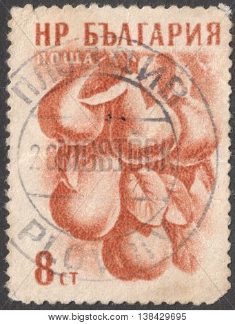 MOSCOW RUSSIA - CIRCA JANUARY 2016: a post stamp printed in BULGARY shows Pyrus domestica fruit the series 