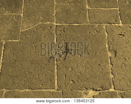 Roman Floor Sepia