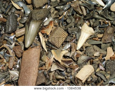 Fossils