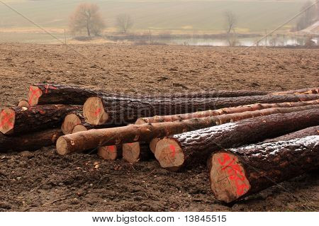 Holz
