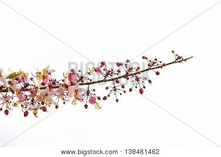 pink and white shower tree flower or horse cassia on white background