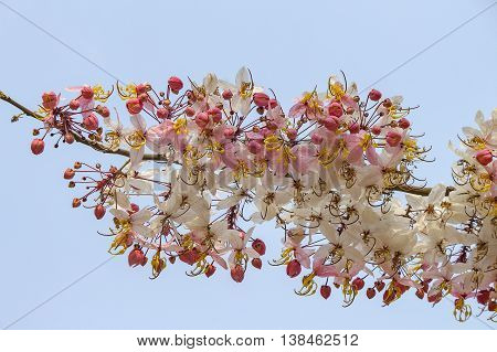 pink and white shower tree flower or horse cassia