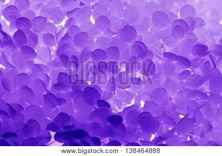 texture and background with gently purple flowers hydrangea