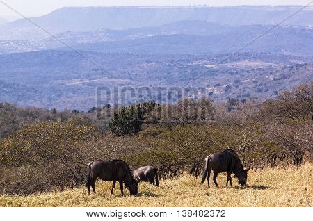 Three Wildebeest Grazing On  Grassy Hillside Overlooking Hills